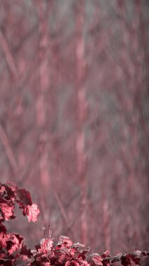 Kızılcık sonbahar trendi. Kızılcık rengi. Sonbahar tarzı. Sonbahar arkaplanı. Dikey. 16x9