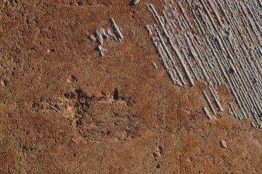 Sonbahar trendi yanmış odun. Yanmış ahşap rengi. Sonbahar tarzı. Beton doku. Duvar dokusu. Yanmış ahşap duvar dokusu