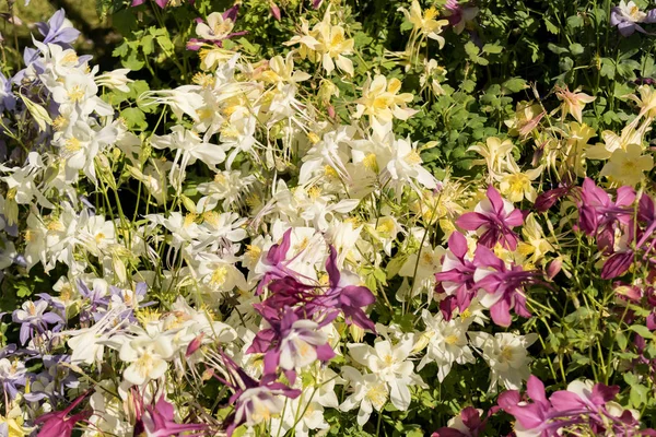 Delicate Mixed Columbine Flowers Floral Market — Stock Photo, Image