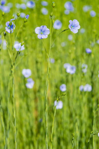 blue flax field closeup at spring shallow depth of field