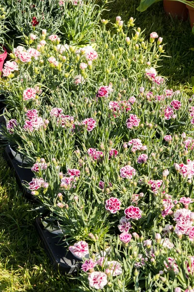 Çiçekli Renkli Karanfiller Bahar Çiçek Pazarı Içinde — Stok fotoğraf