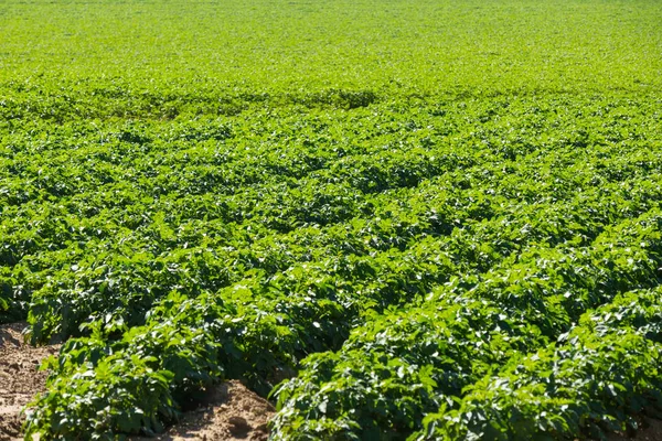 Stort Potatisfält Med Potatisplantor Planterade Fina Raka Rader — Stockfoto