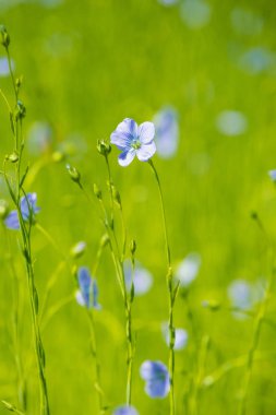 Baharın sığ sularında mavi keten tarlası kapanıyor.