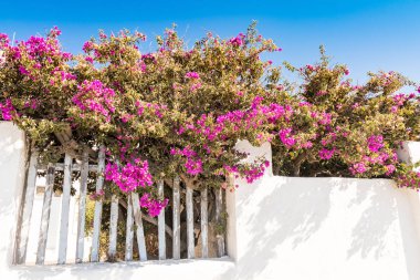 beyaz bina ve çalılar ile pembe çiçekler, Santorini, Yunanistan 
