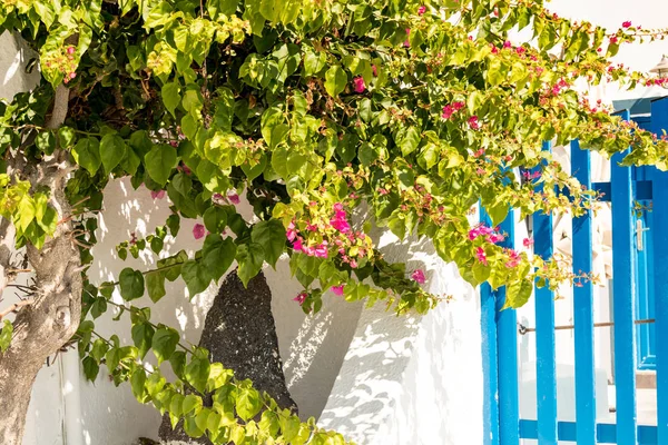 Edificio Bianco Cespugli Con Fiori Rosa Santorini Grecia — Foto Stock