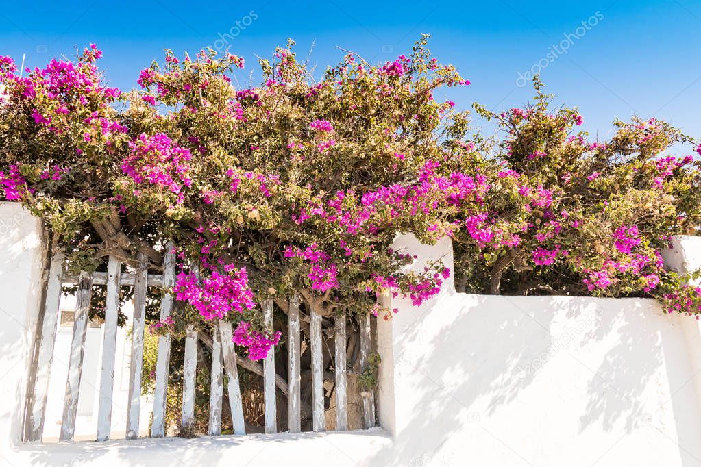 white building and bushes with pink flowers, Santorini, Greece 