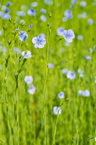 Vista Cerca Del Campo Flores Lino Floreciendo Primavera —  Fotos de Stock