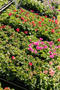 bir bahar çiçek pazarda çiçeklenme sardunyalar