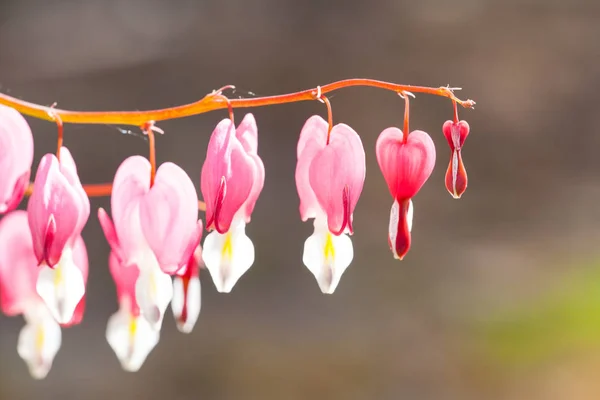 Enfoque Suave Flor Del Corazón Sangrante Forma Corazón Color Rosa —  Fotos de Stock