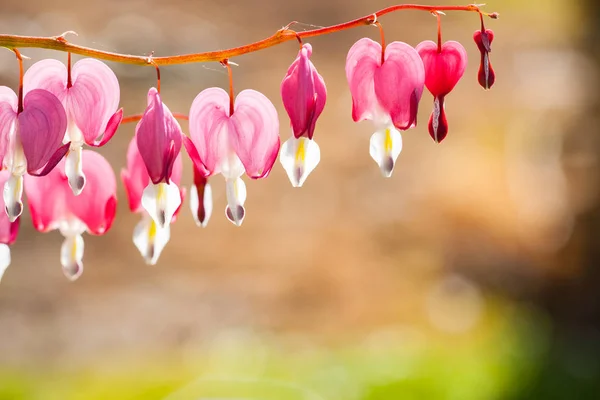Enfoque Suave Flor Del Corazón Sangrante Forma Corazón Color Rosa —  Fotos de Stock