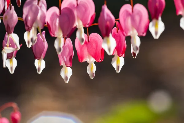 Enfoque Suave Flor Del Corazón Sangrante Forma Corazón Color Rosa —  Fotos de Stock