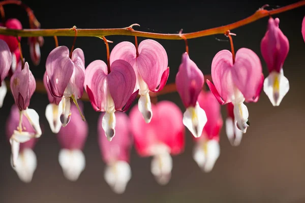 Mjukt Fokus Hjärtformade Blödande Hjärta Blomma Rosa Och Vit Färg — Stockfoto