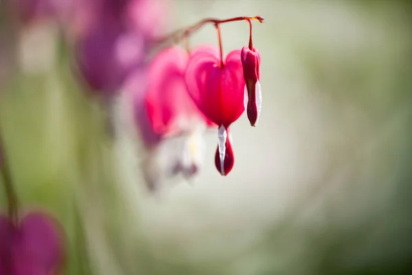 ハート型の柔らかい焦点夏に心臓の花のピンクと白の色を咲かせます 庭を背景に — ストック写真