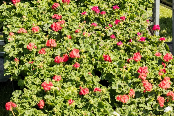 Bloeiende Geraniums Een Voorjaar Bloemenmarkt — Stockfoto