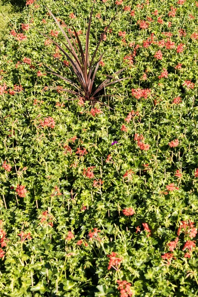 春花市場で開花ゼラニウム — ストック写真