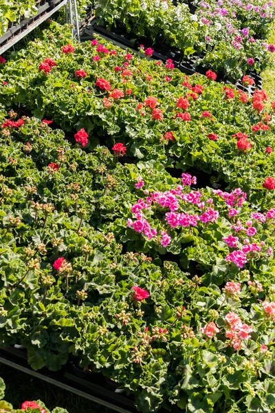 春季花卉市场中的花天竺葵 — 图库照片