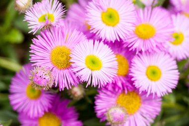 Meksikalı pire ya da çiçekteki Erigeron Karvinskianus. Papatya ailesinde sarı kalpli pembe (Asteraceae))