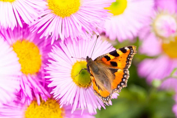 Pequeña Tortuga Aglais Urticae Sobre Pulgón Mexicano Erigeron Karvinskianus Flor —  Fotos de Stock