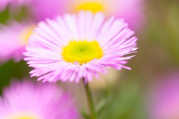 Puce Mexicaine Erigeron Karvinskianus Fleur Rose Avec Coeur Jaune Dans — Photo