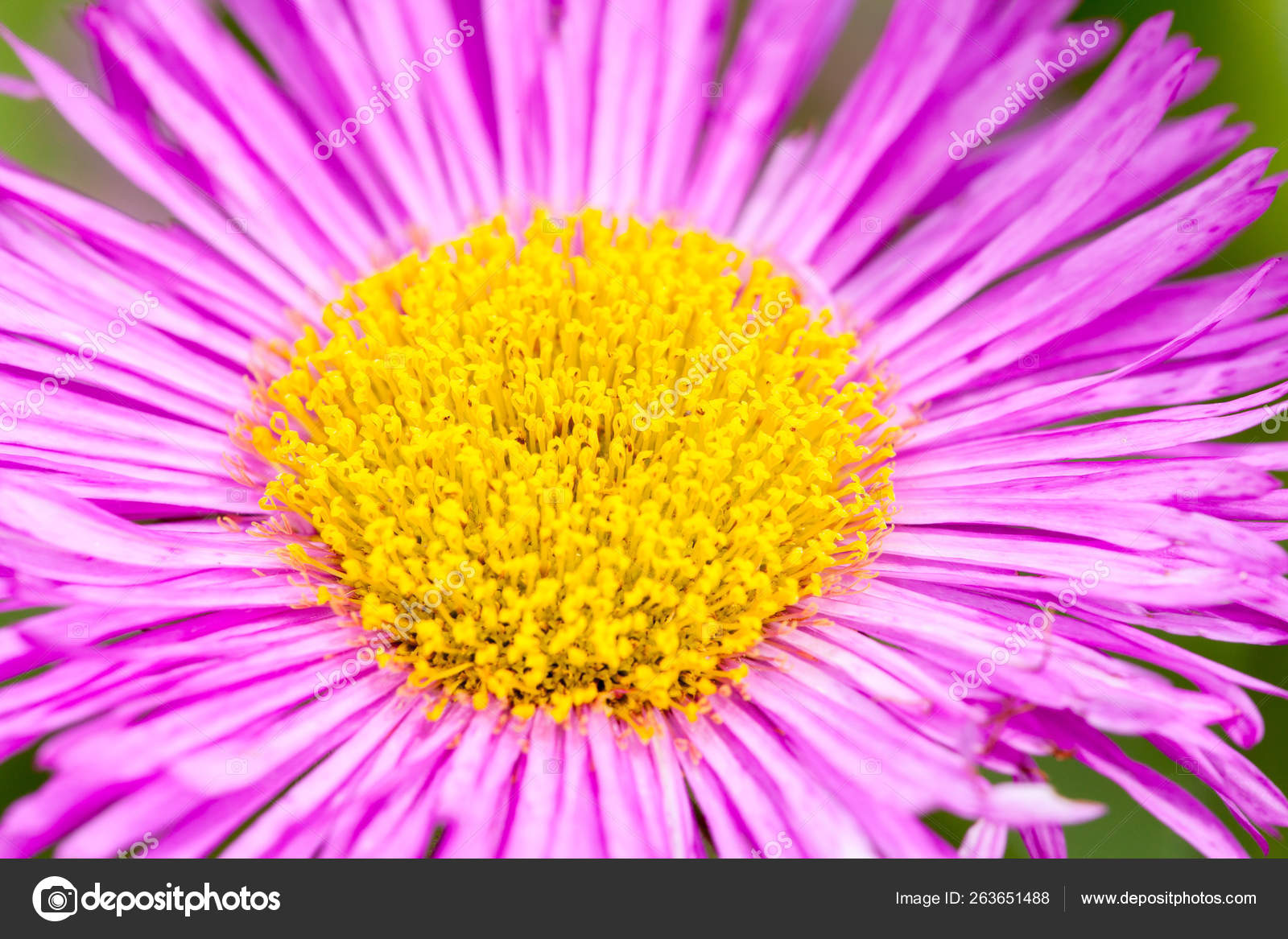 Vergerette Mexicain Erigeron Karvinskianus Fleur Rose Avec