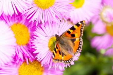 Küçük kaplumbağa kabuğu (aglais urticae) bir Meksika kanarya otu veya erigeron karvinskianus çiçek. 