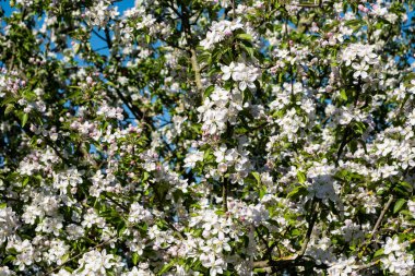 İlkbaharda açan elma bahçesi, güneş ve mavi gökyüzü altında.