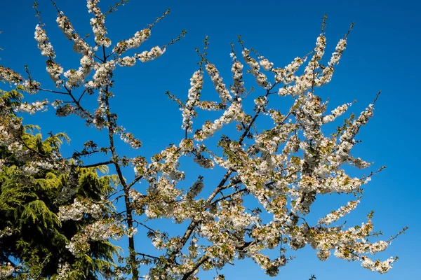 Flor Cerezo Primavera Bajo Sol Cielo Azul — Foto de Stock