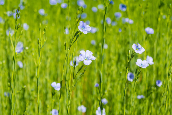 blue flax field closeup at spring shallow depth of field