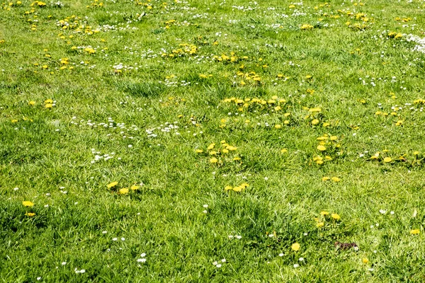 Karahindiba Çiçekleri Papatyalarla Yeşil Bahar Çimenliği — Stok fotoğraf