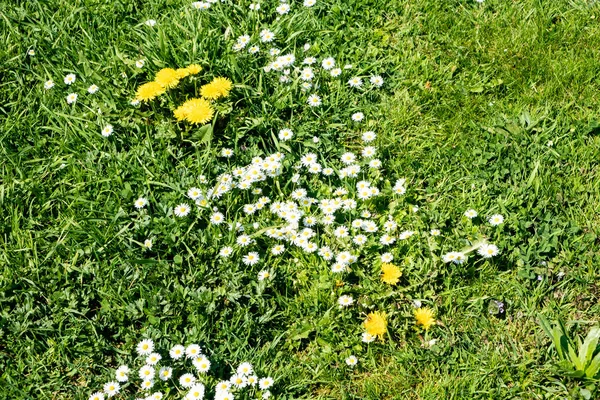 green spring lawn with dandelion flowers and daisies