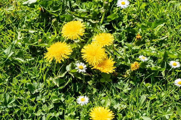 Grüner Frühlingsrasen Mit Löwenzahnblüten Und Gänseblümchen — Stockfoto