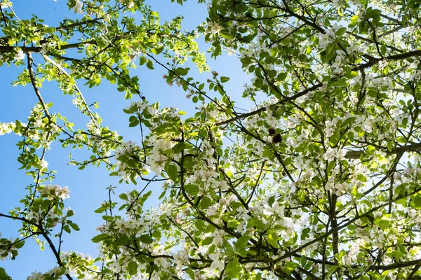 Huerto Manzanas Flor Primavera Bajo Sol Cielo Azul — Foto de Stock