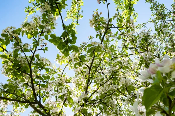 Huerto Manzanas Flor Primavera Bajo Sol Cielo Azul — Foto de Stock