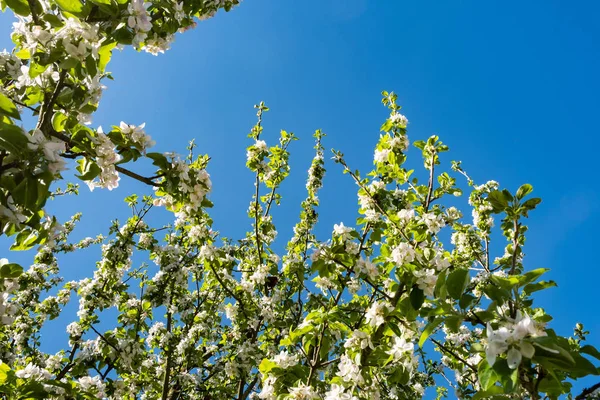 Huerto Manzanas Flor Primavera Bajo Sol Cielo Azul — Foto de Stock