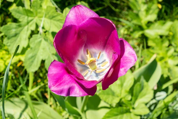 Tulipán Lila Ruhában Nap Alatt Tavasszal — Stock Fotó