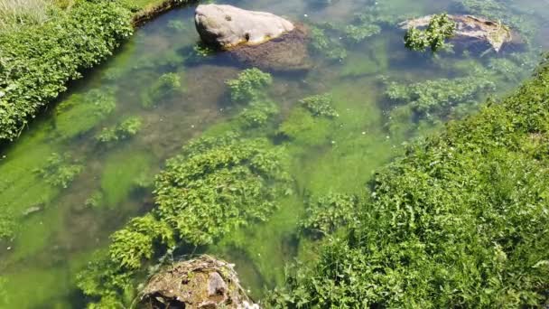 La Veules de meest kleine rivier in Frankrijk, stroomt zachtjes met zijn mooie groene algaes — Stockvideo