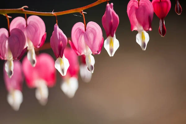 Enfoque suave de la flor del corazón sangrante en forma de corazón rosa y blanco —  Fotos de Stock