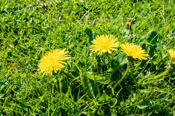 Césped de primavera verde con flores de diente de león y margaritas — Foto de Stock