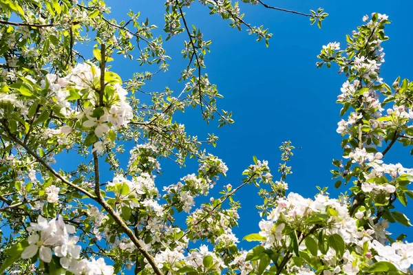 สวนแอปเปิ้ลในดอกไม้ในฤดูใบไม้ผลิภายใต้ดวงอาทิตย์และท้องฟ้าสีฟ้า — ภาพถ่ายสต็อก