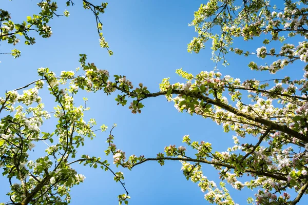 Huerto de manzanas en flor en primavera bajo el sol y el cielo azul — Foto de Stock