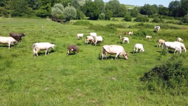 Cows Grazing Meadow Daytime — Stock Video