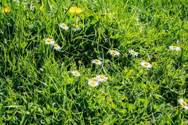 Karahindiba çiçekleri ve papatyalarla yeşil bahar çimenliği — Stok fotoğraf