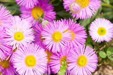 Meksika pireban veya erigeron karvinskianus çiçek. Pembe ile 