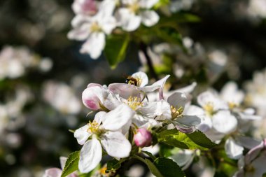 İlkbaharda açan elma bahçesi, güneş ve mavi gökyüzü altında.