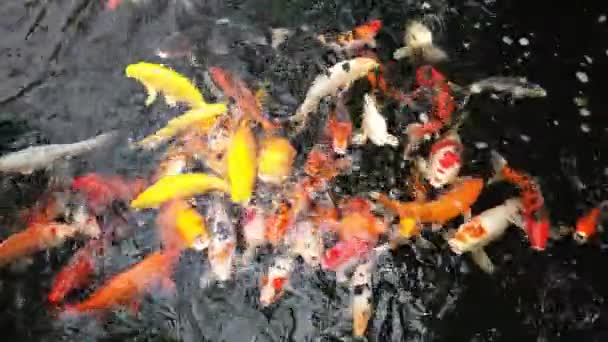 Gros Plan Poissons Koï Nageant Dans Eau — Video