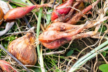 Sarı soğanlar ve soğanlar yaz güneşinde kurur permakültür bahçesinde.