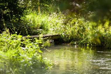 Küçük, vahşi bir dere boyunca uzanan küçük sevimli bir köprü.