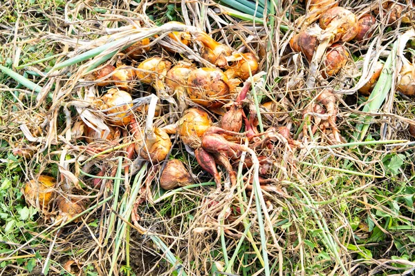 Gul Lök Och Schalottenlök Som Torkar Sommarsolen Permakultur Trädgård — Stockfoto