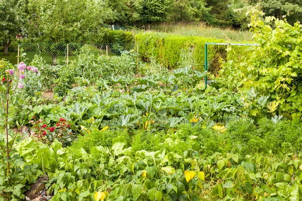Kırsaldaki küçük güzel çiçek bahçesi yaz güneşinin altında çeşitli sebzelerle dolu.