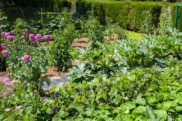Vacker Liten Blomsterträdgård Landet Fylld Med Varierade Grönsaker Sommarsolen — Stockfoto